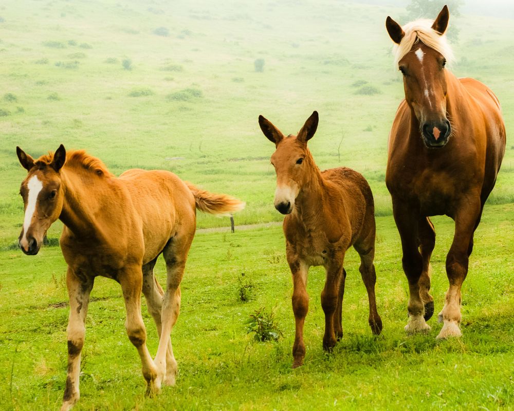 Horse and her colt