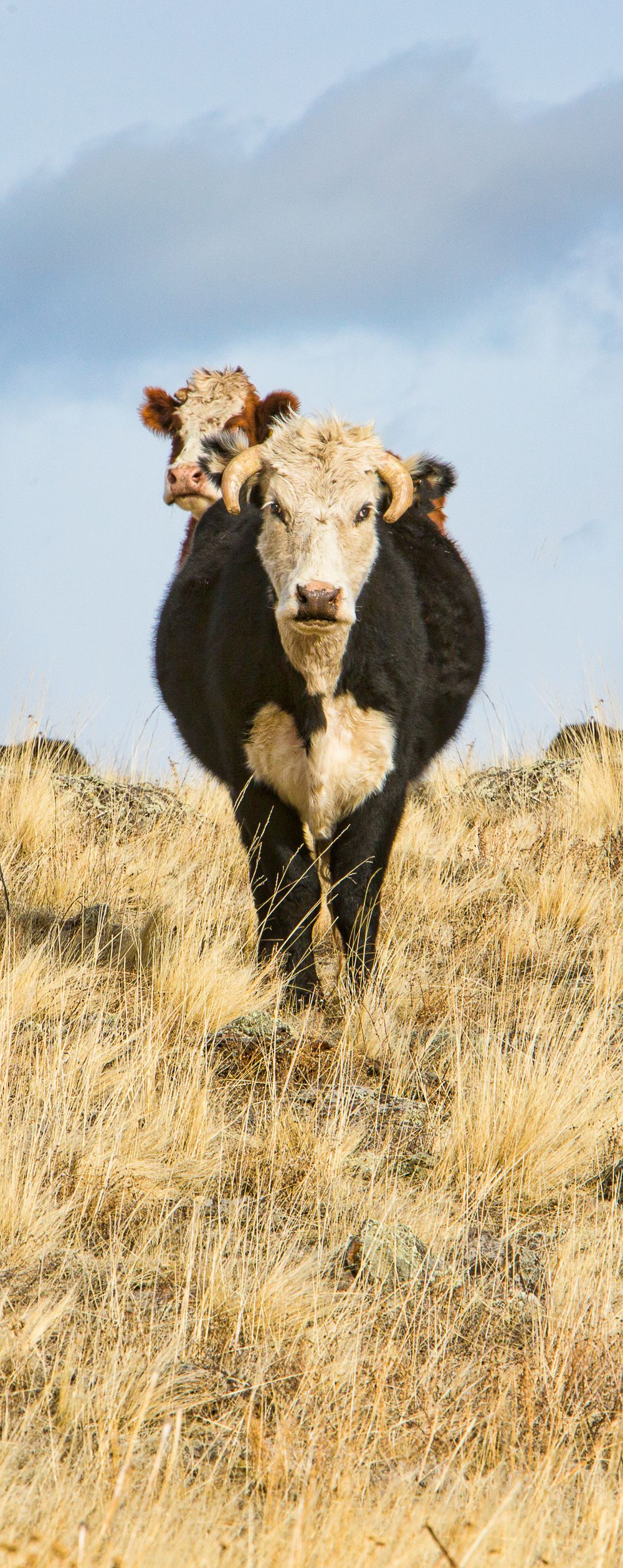 Curious Cows in Wyoming