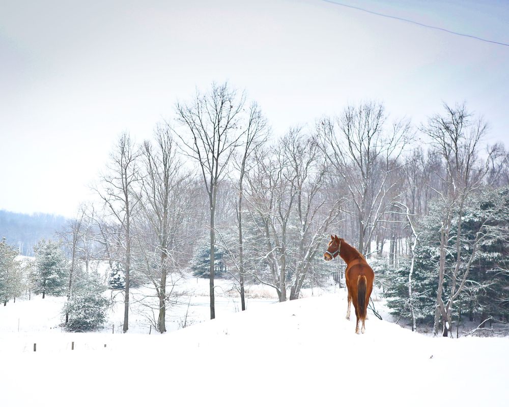 Snowy morning with the horse, Red, in Ohio