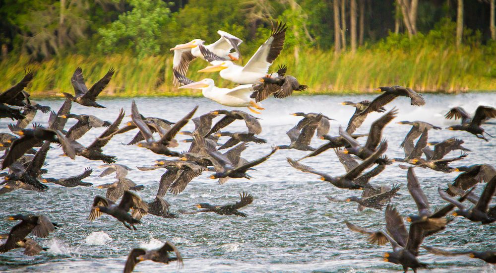 Birds in flight on Lake Virginia, Winter Park