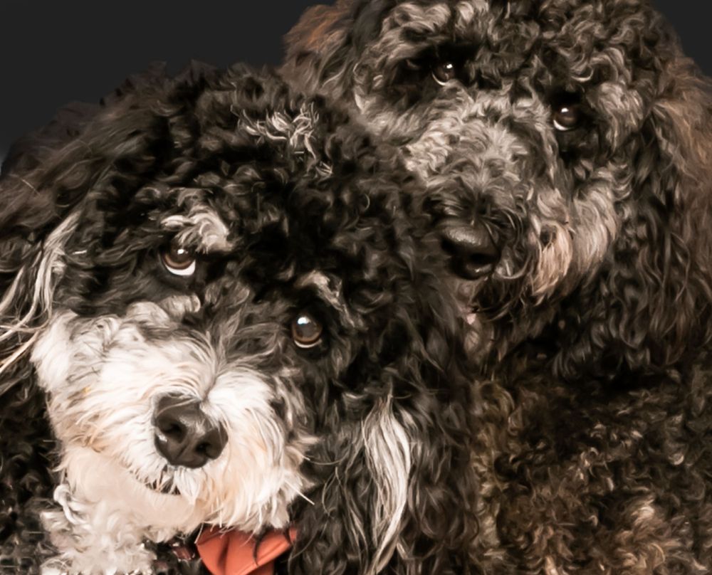 Pet portraits