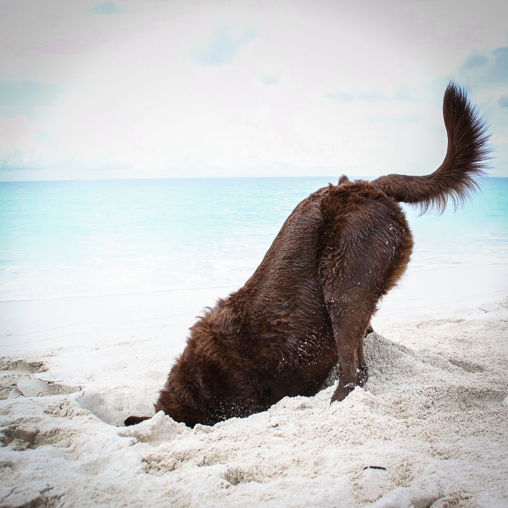 Digging Dog in the Bahamas Portrait