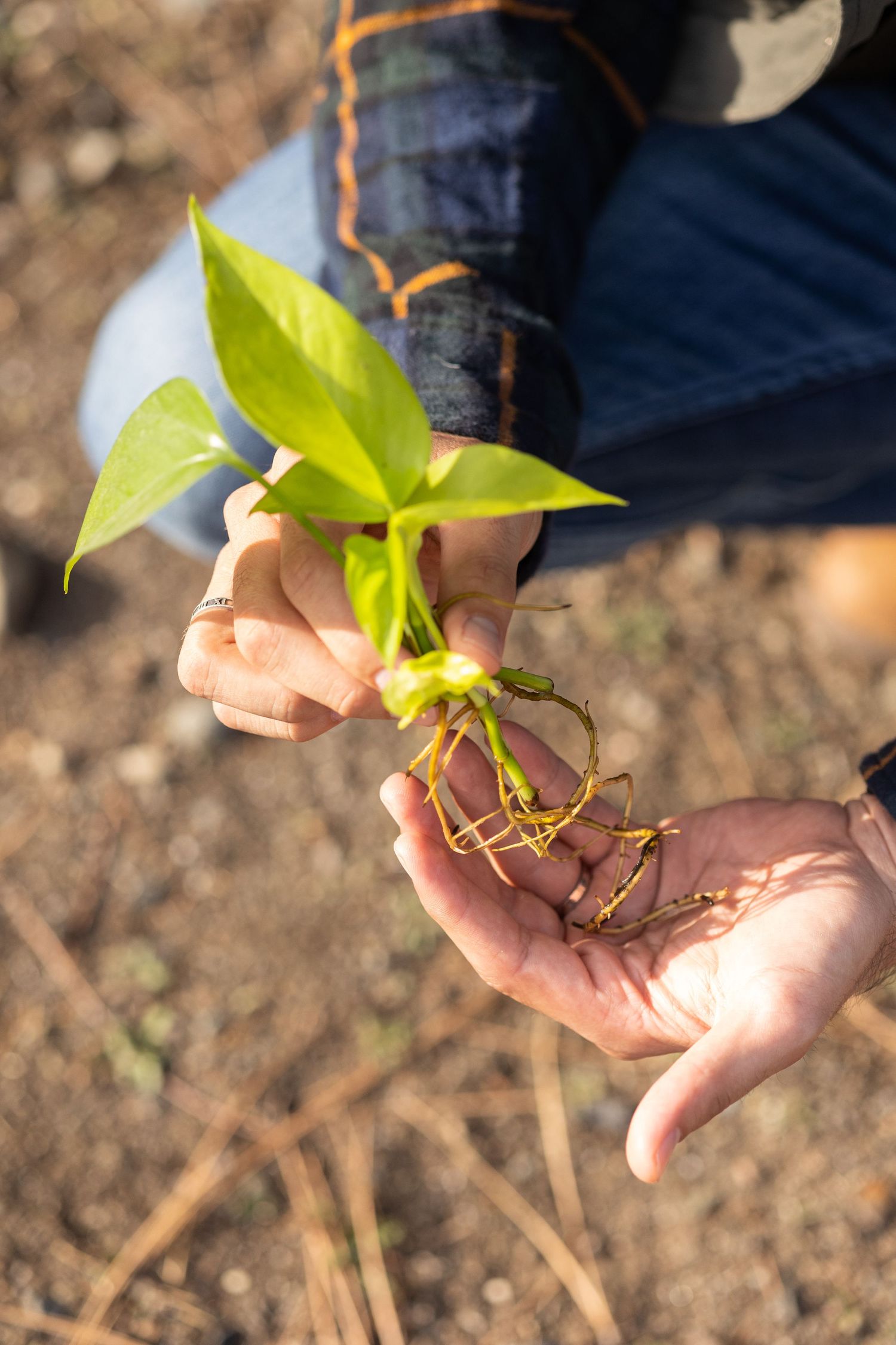Hands holding a small green plant seedling with exposed roots over garden soil.