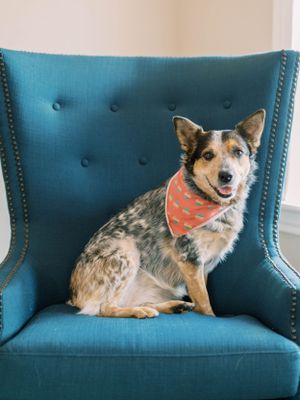 branding photo of a dog sitting in a chair