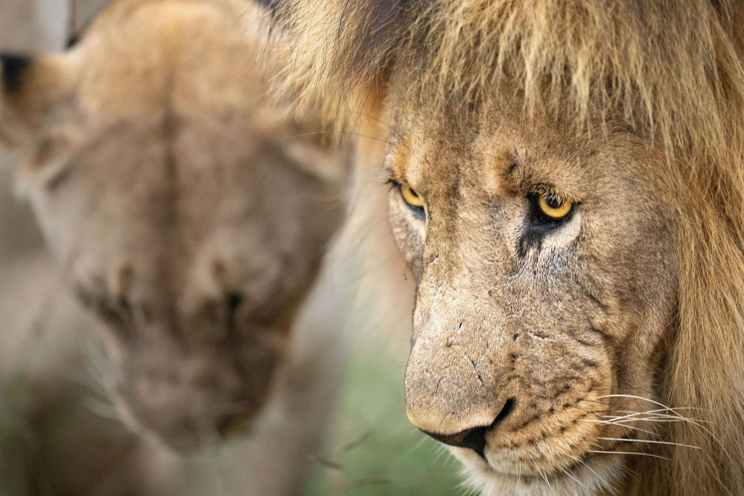 Close-up profile shots of a majestic lion's face with golden mane in natural habitat.