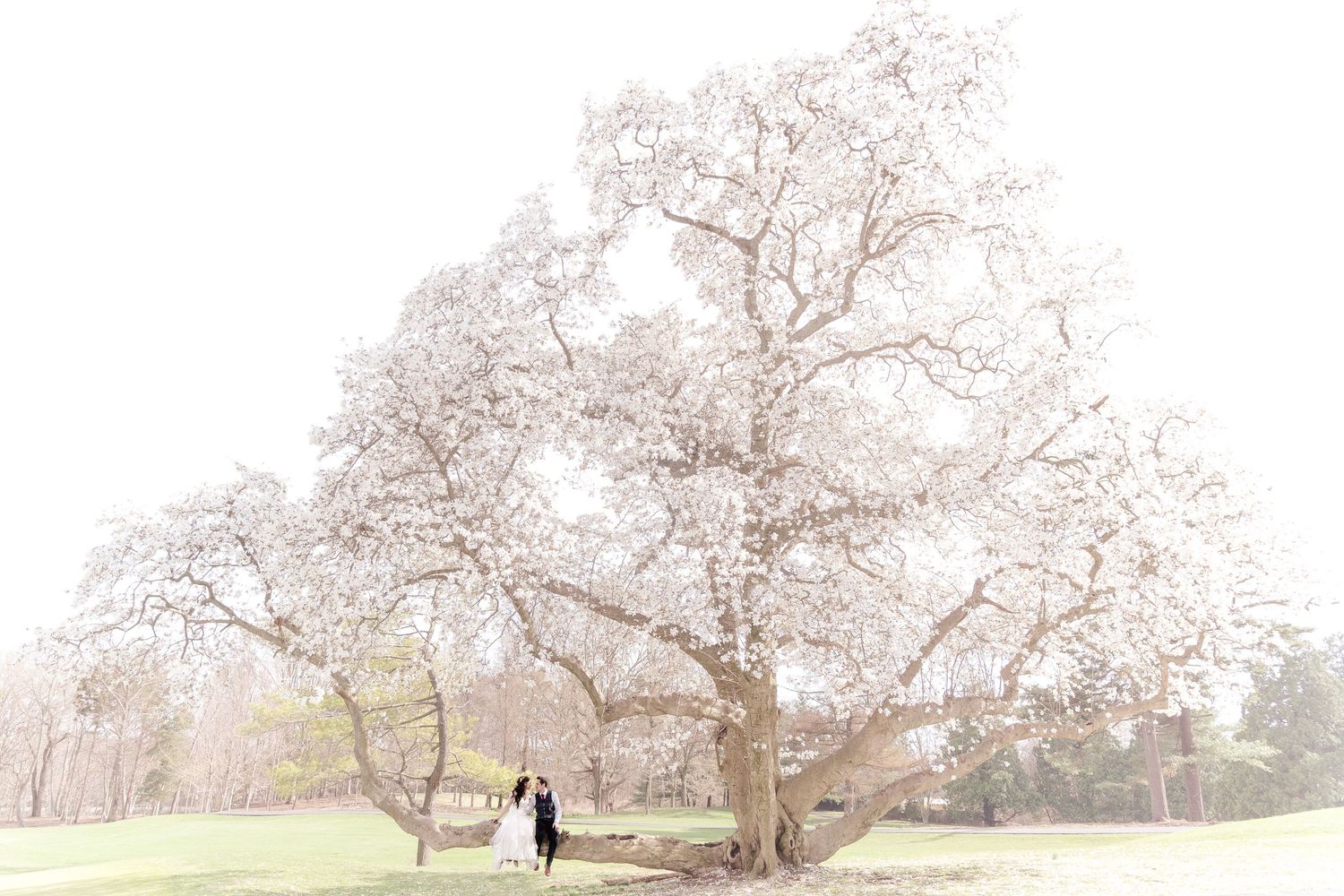 The couple seated on a beautiful and large tree at The Mansion at Oyster Bay venue