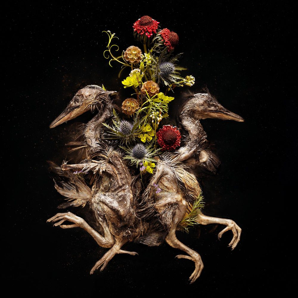 bird fossils with flowers