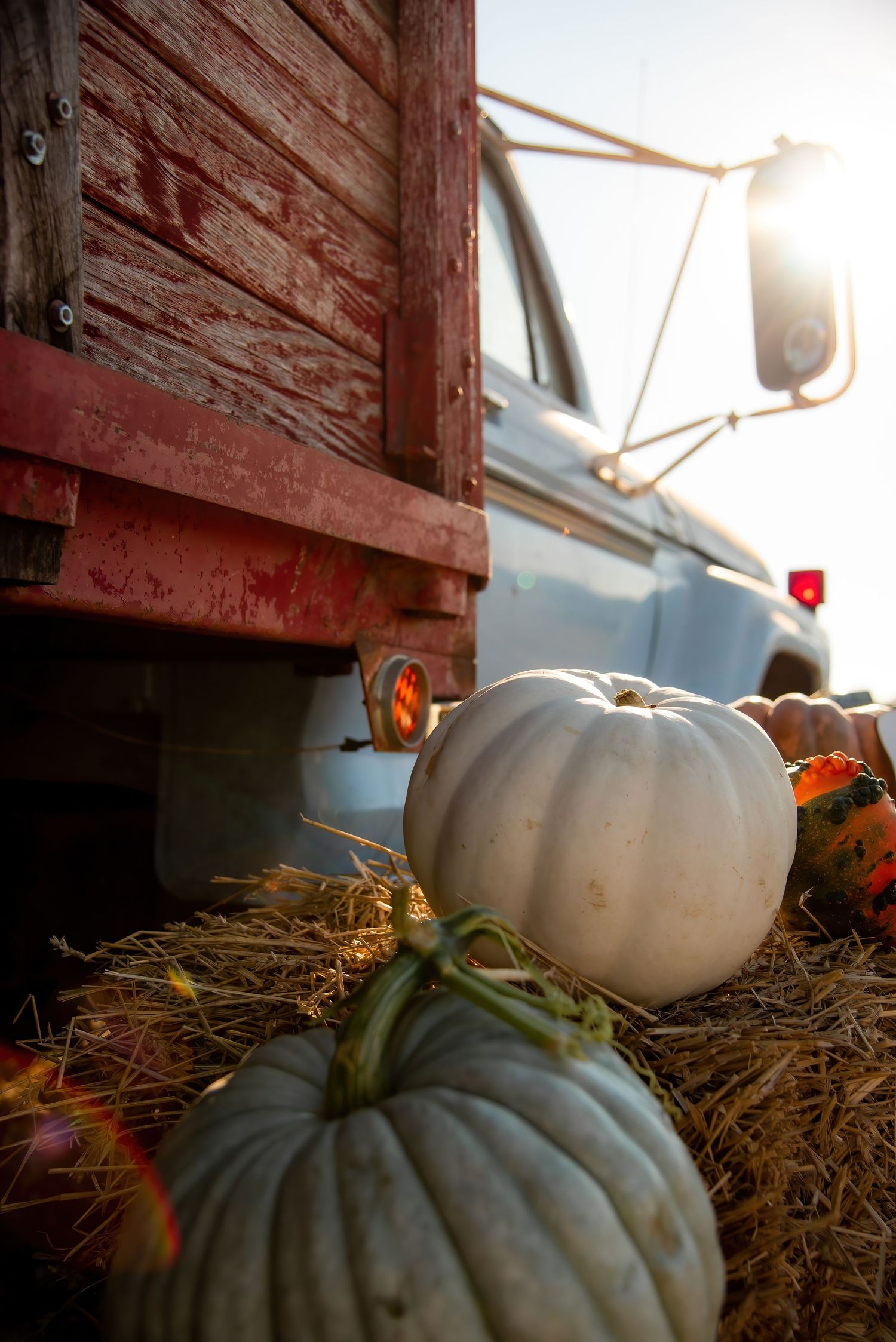 Pumpkin Patch Mini Sessions in Waco, Texas with Natalia Burrows Photography