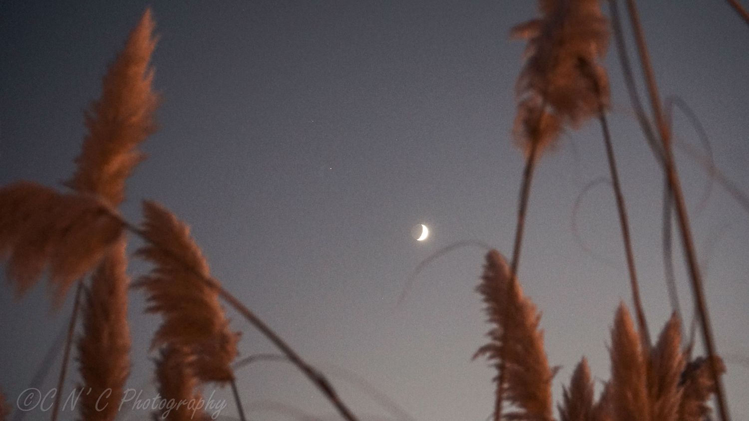 Pampas grass silhouettes against dusky sky with crescent moon in background.
