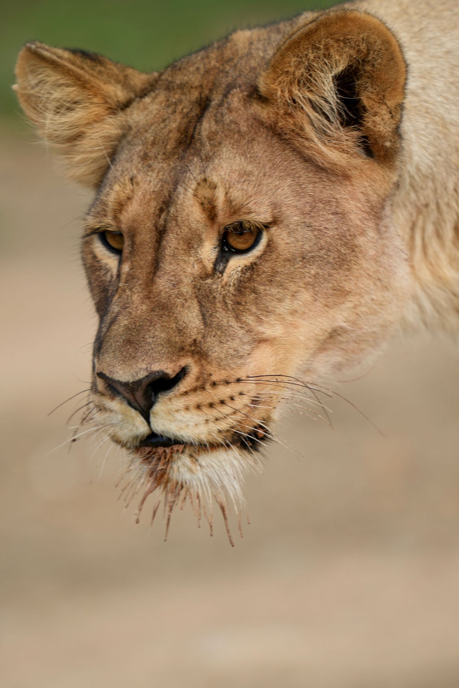 Close-up profile view of a female lion's face showing detailed features.