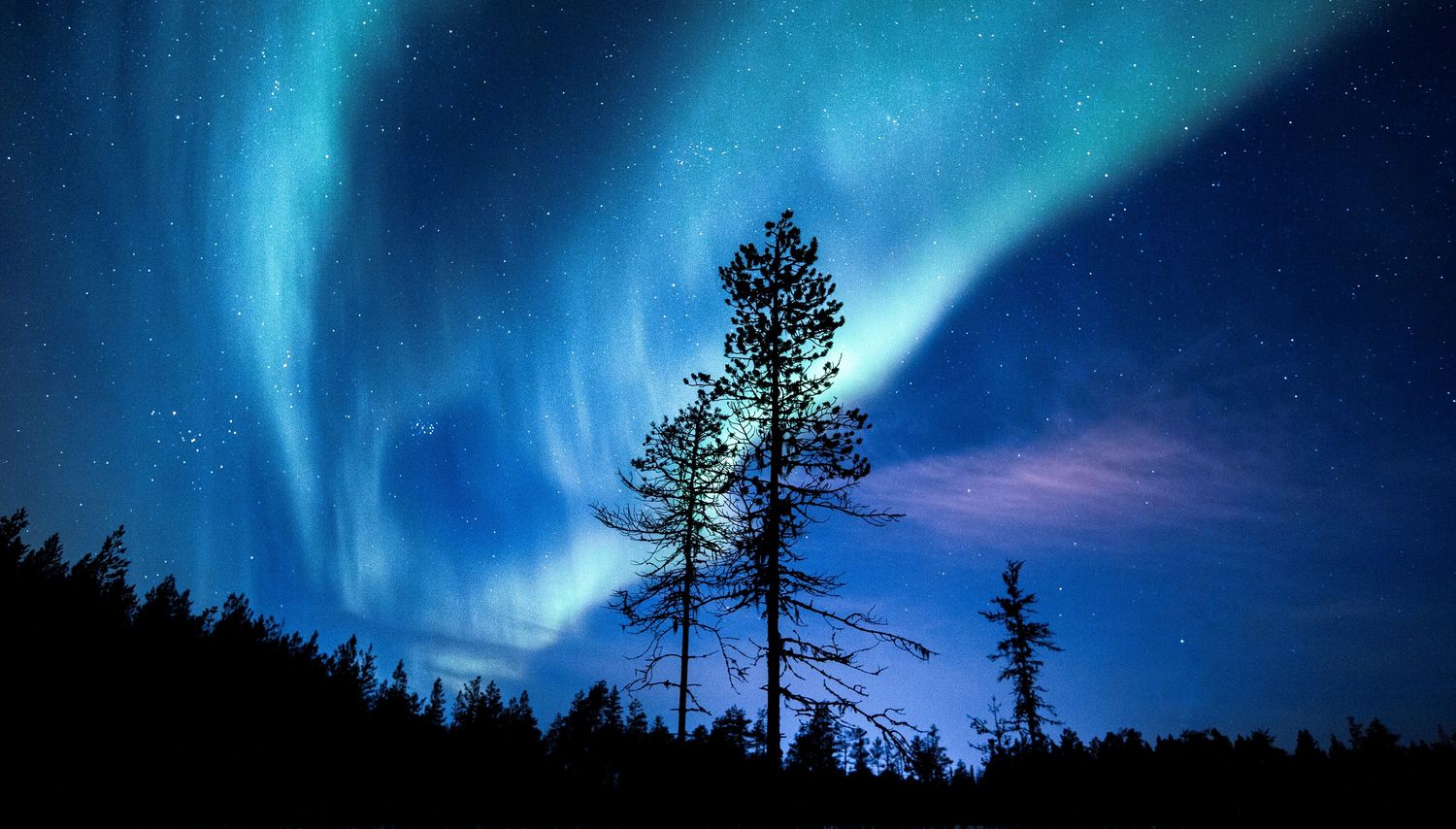 Stunning aurora borealis swirling in blue and green hues above silhouetted pine trees at night.