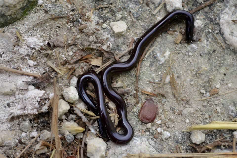 Gone herping