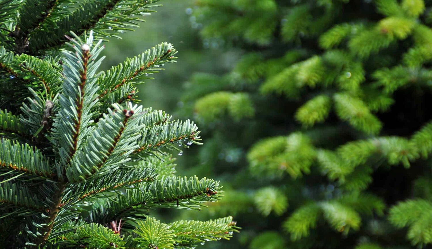 Maine Christmas Trees