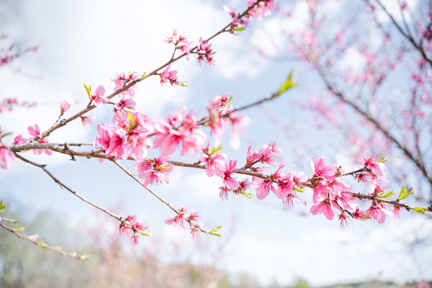 Peach blossom tree branch cherry blossom tree photography millstone creek orchard nc