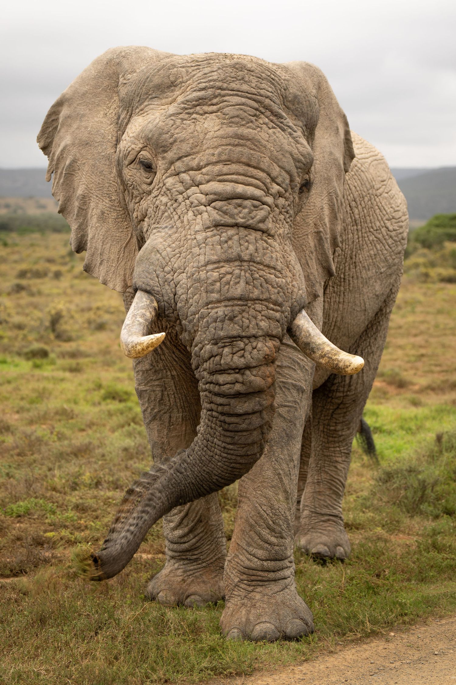 Close-up sequence showing an African elephant's wrinkled face and tusks while walking.