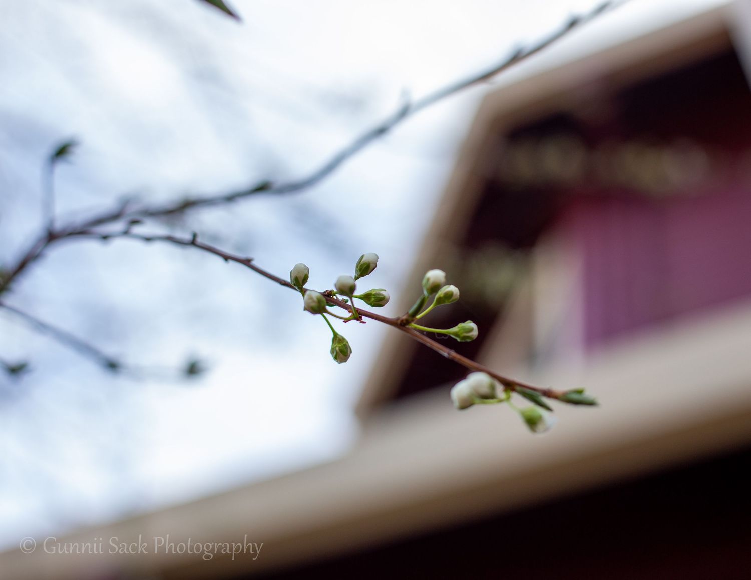 gunnii sack photography
