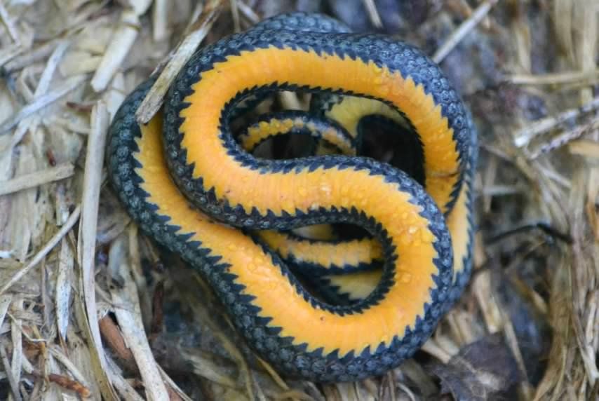 Gone herping