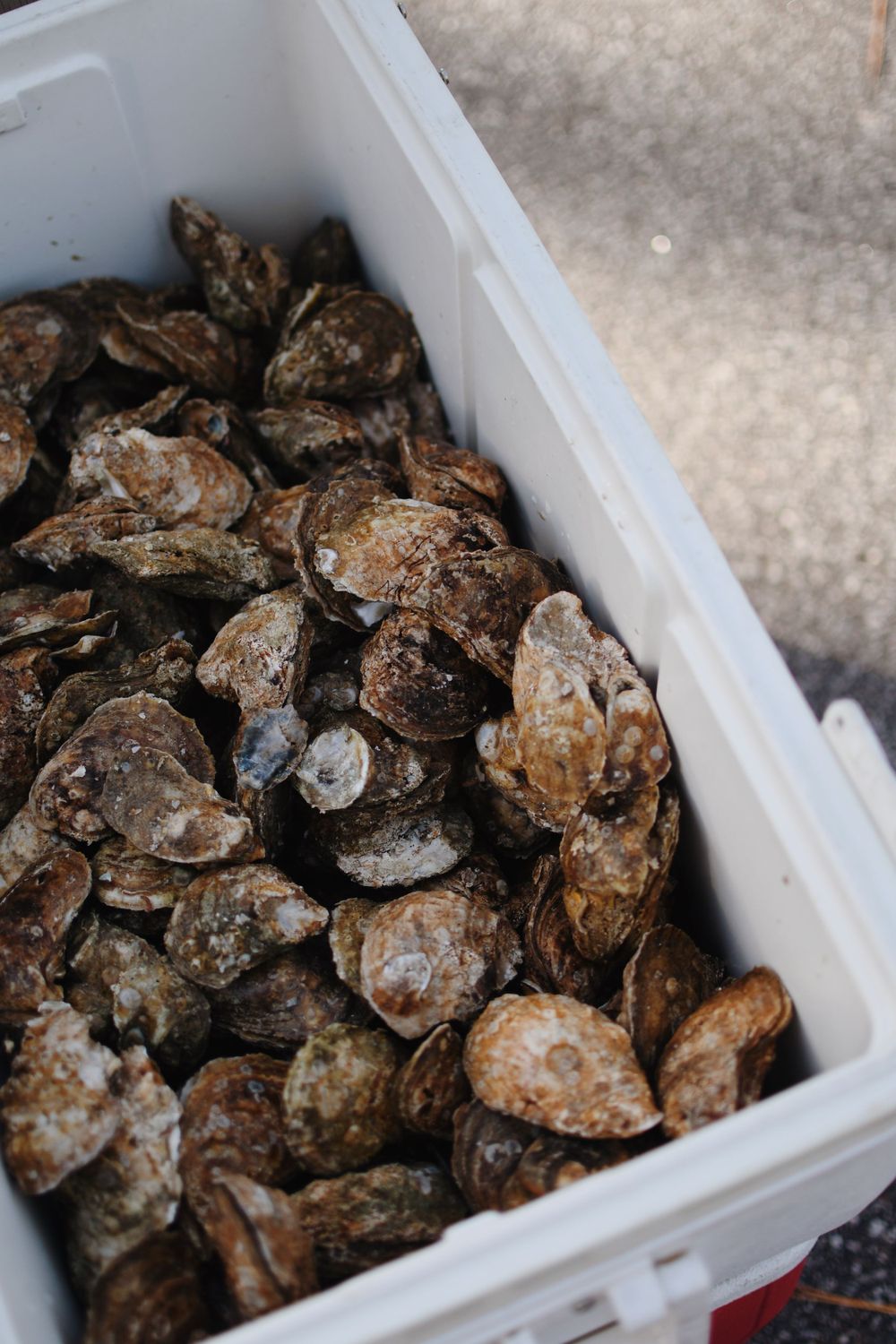 A white container filled with fresh raw oysters stacked together.