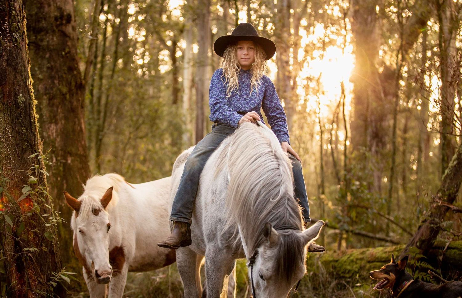 White and grey horses walking through sunlit forest with golden rays filtering through trees.