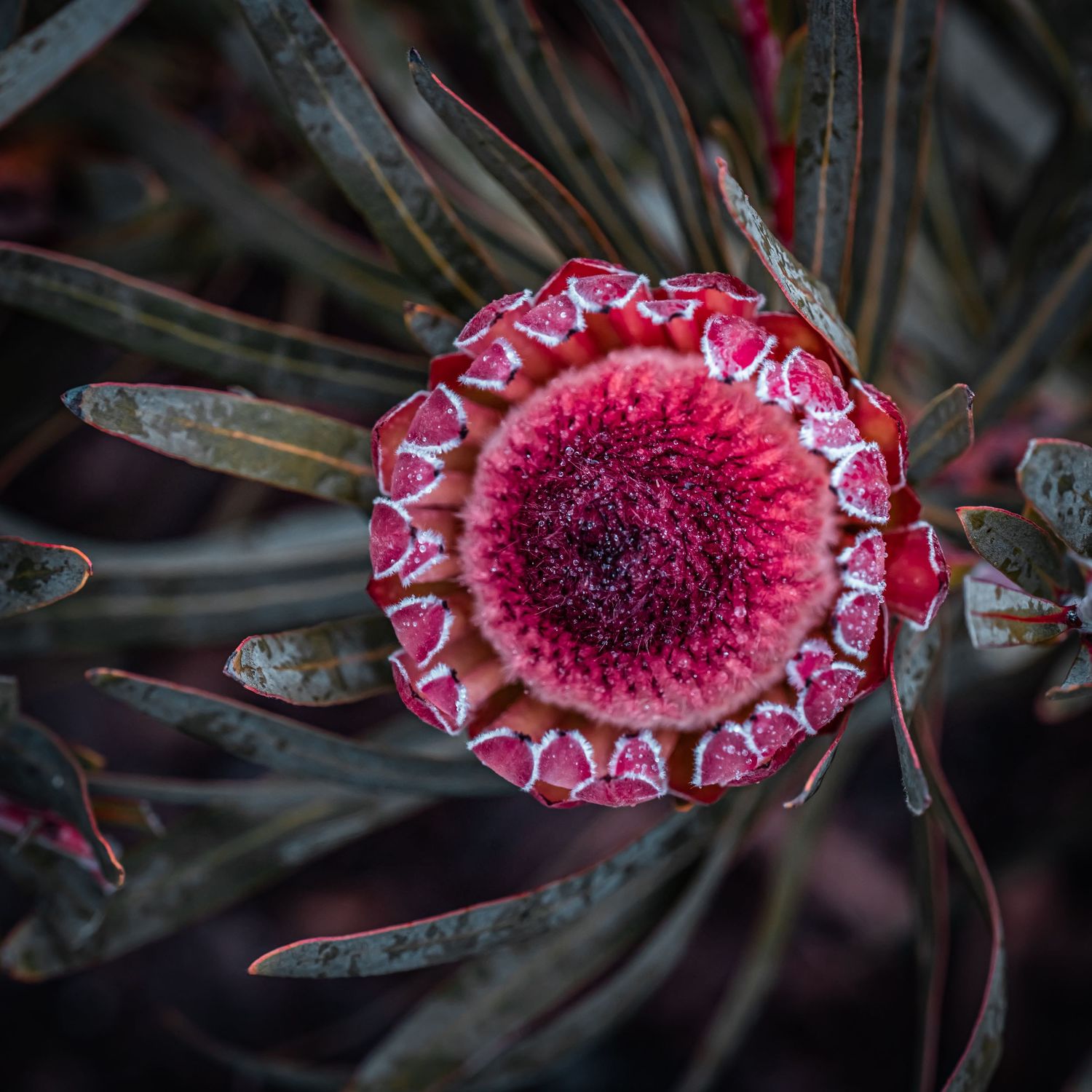 Protea flower, captured in a friends garden in Ballarat, VIC