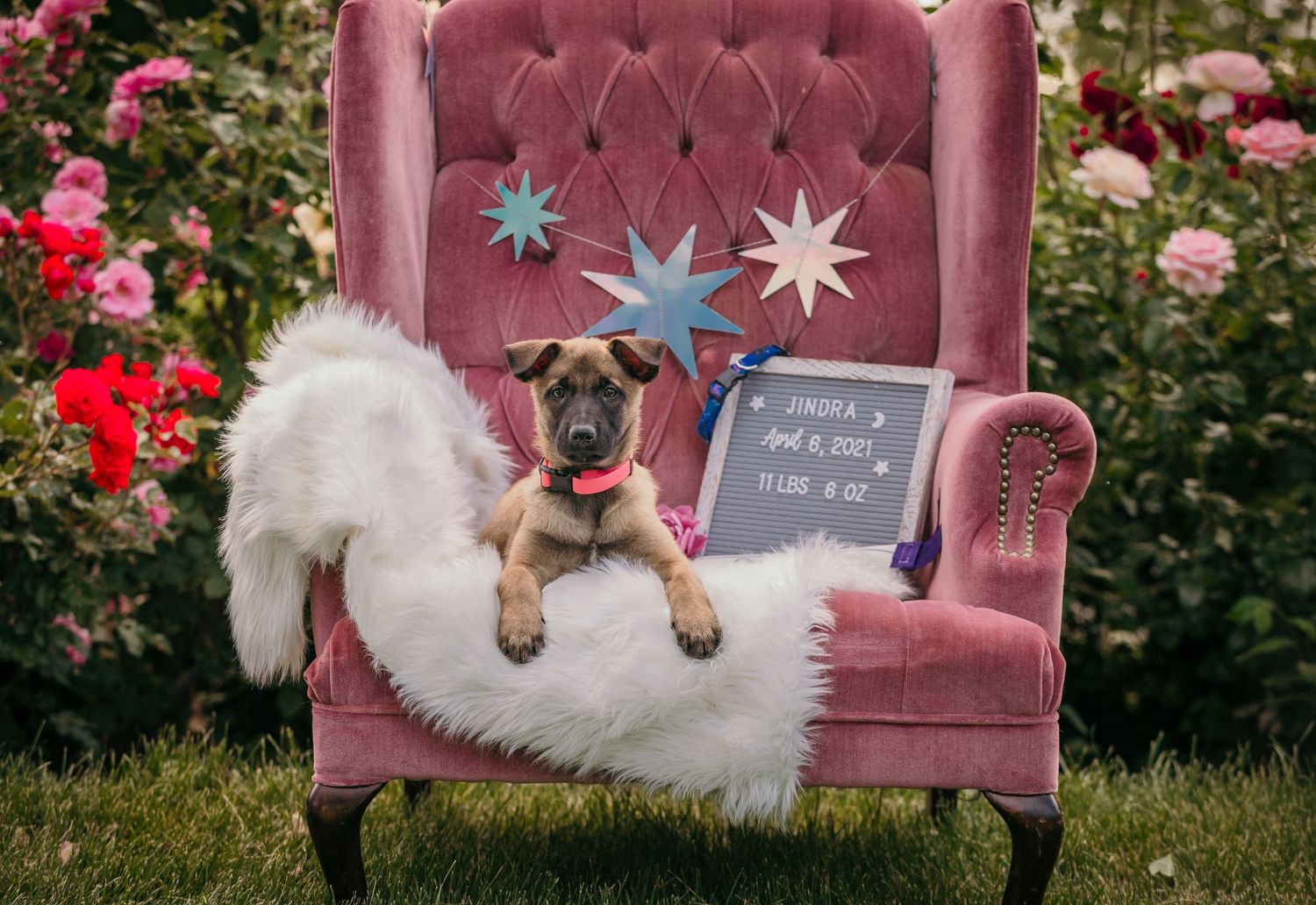 Belgian Malinois Puppy Photos in Salt Lake City, UT
