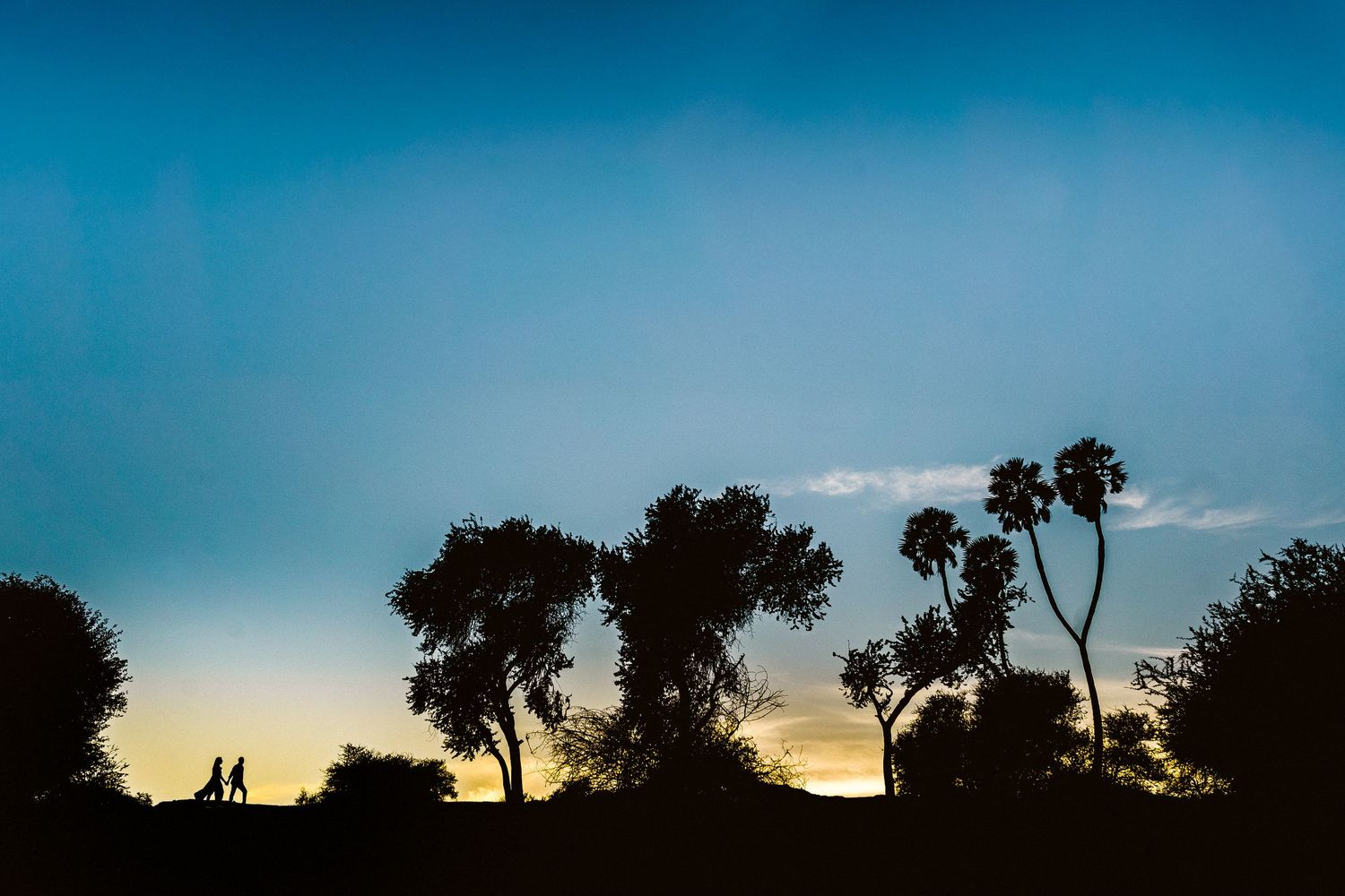 Silhouettes of trees against vibrant blue sky at dusk.