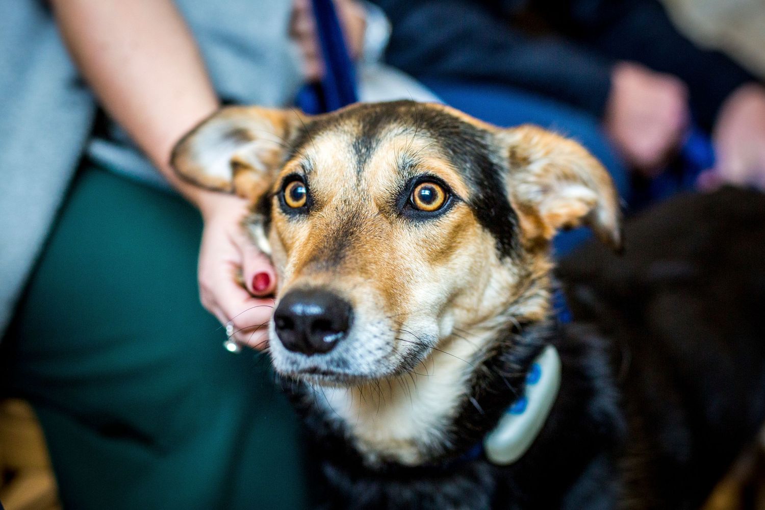 Close-up portrait of an alert German Shepherd mix dog with striking amber eyes.