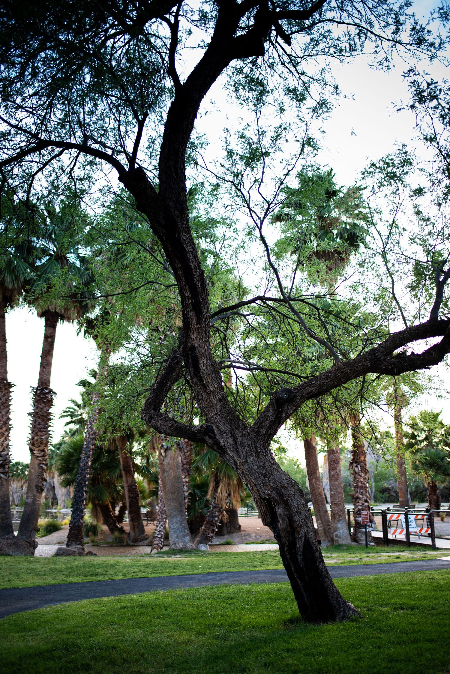 Agua Caliente Park, this park is perfect for any photoshoot.