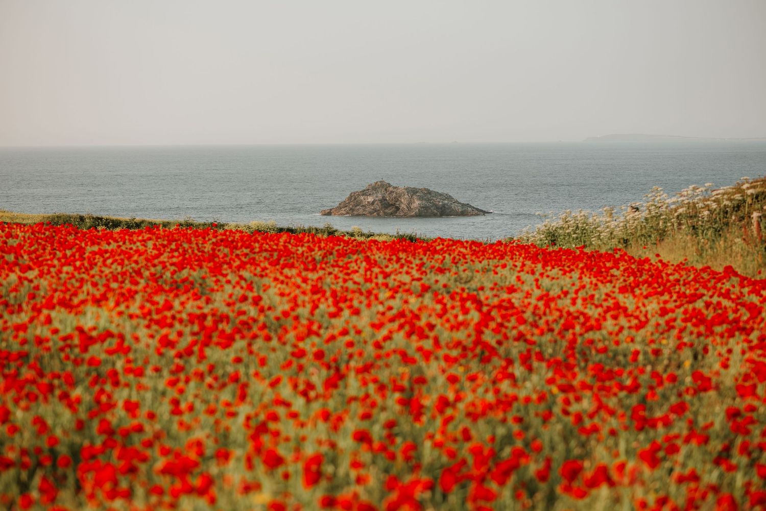 Poppies, poppy fields, Polly Joke Poppies, Cornwall Poppies