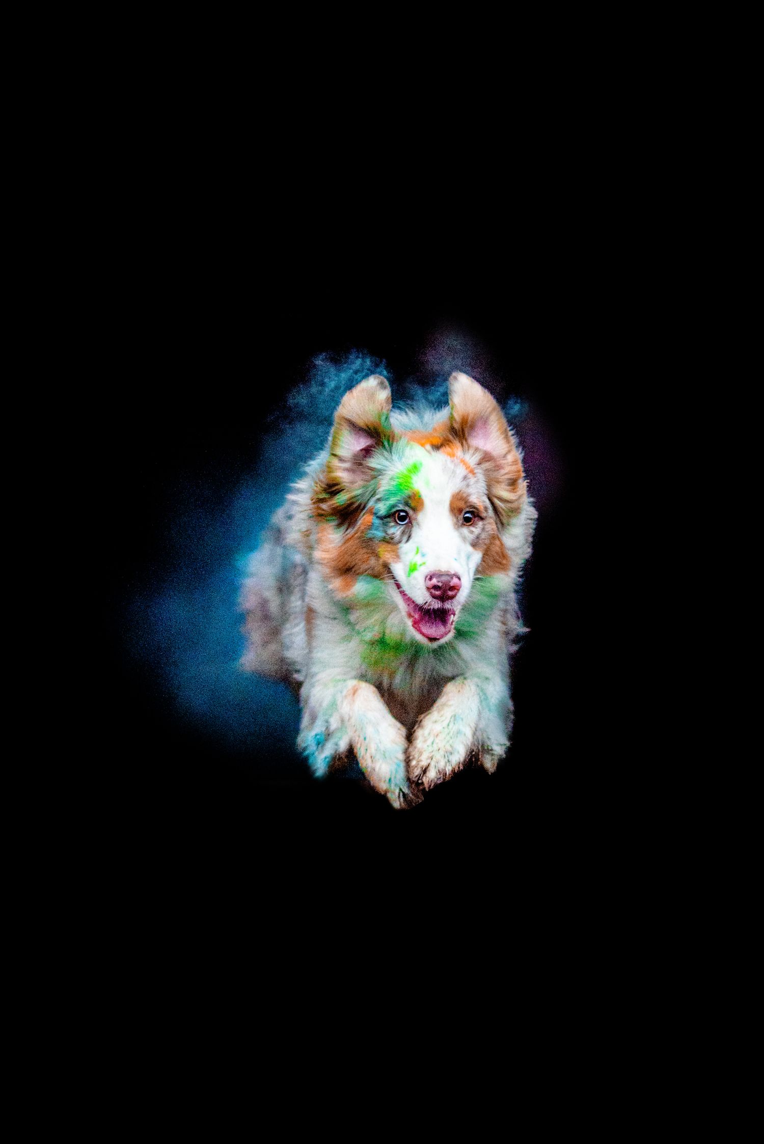 Hundefotografie, Reinbek