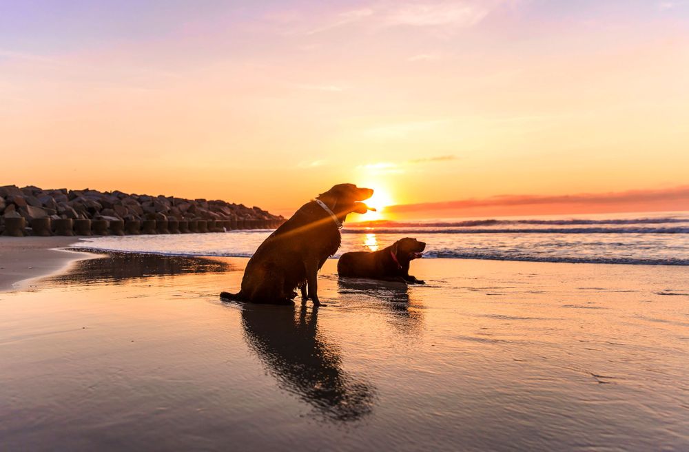 Stunning beach sunset with silhouettes and golden reflections on wet sand.