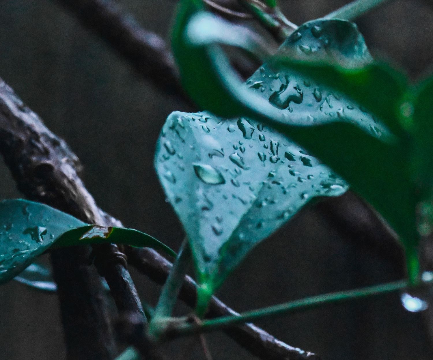 Water droplets on green leaves after rain creating a natural macro photography scene.