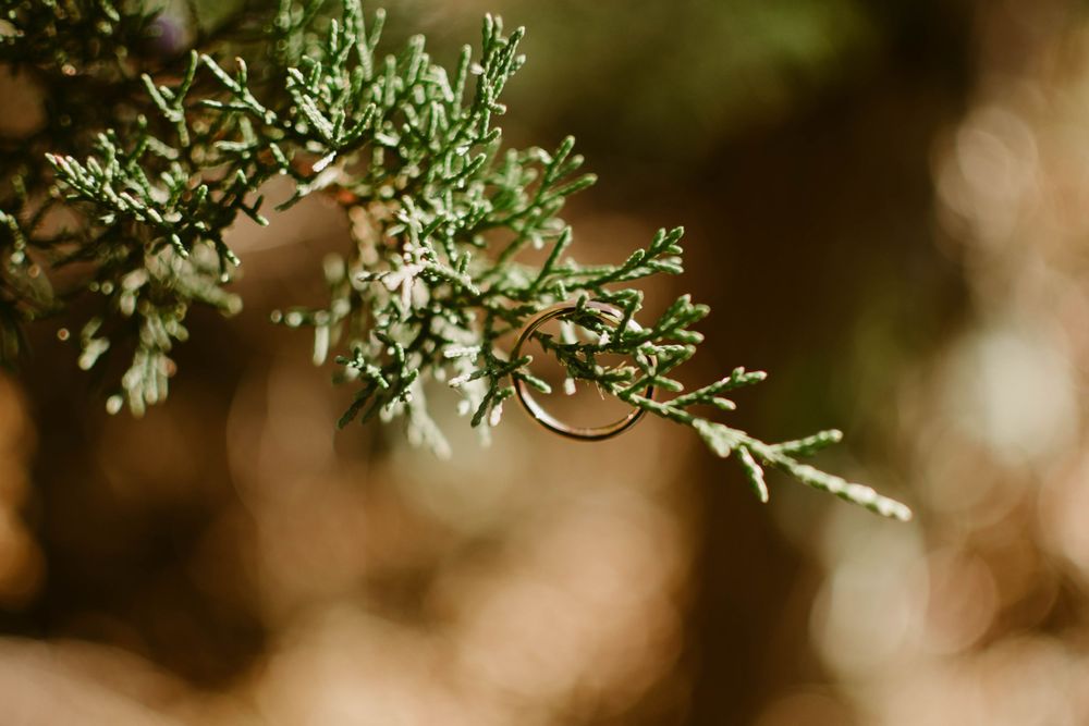 Wedding rings hanging delicately on green pine needles with soft bokeh background.