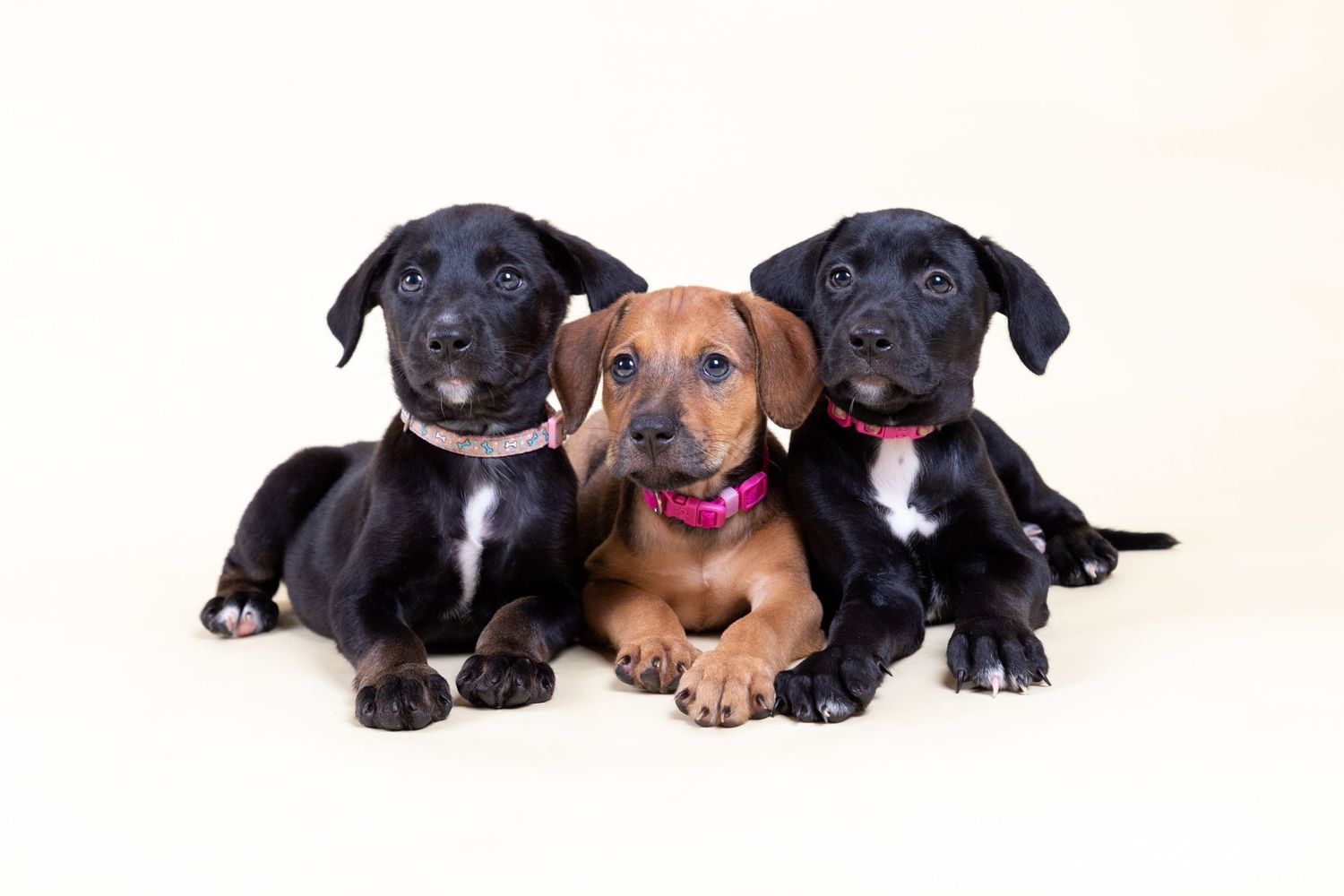 Fotografía canina profesional en exteriores