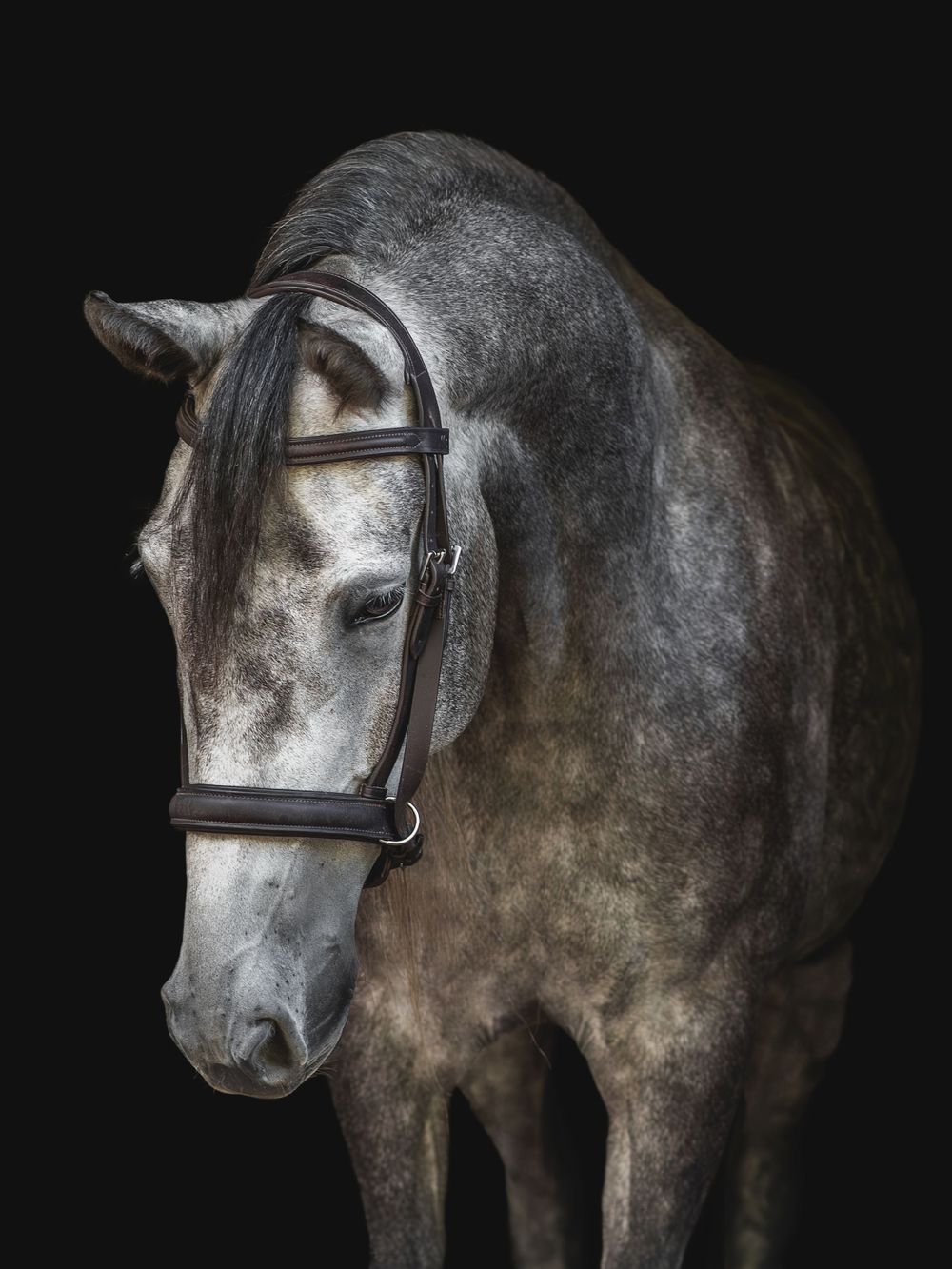 A majestic grey horse wearing a leather bridle photographed against a black background.