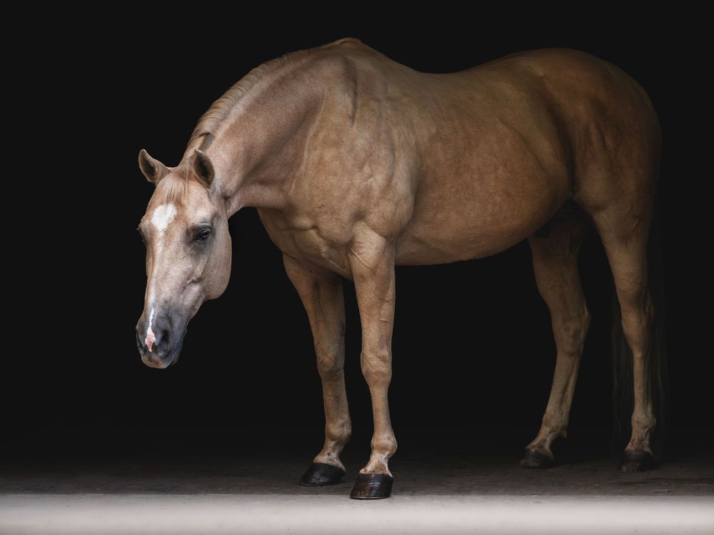 A chestnut colored horse standing in profile against a dark background.