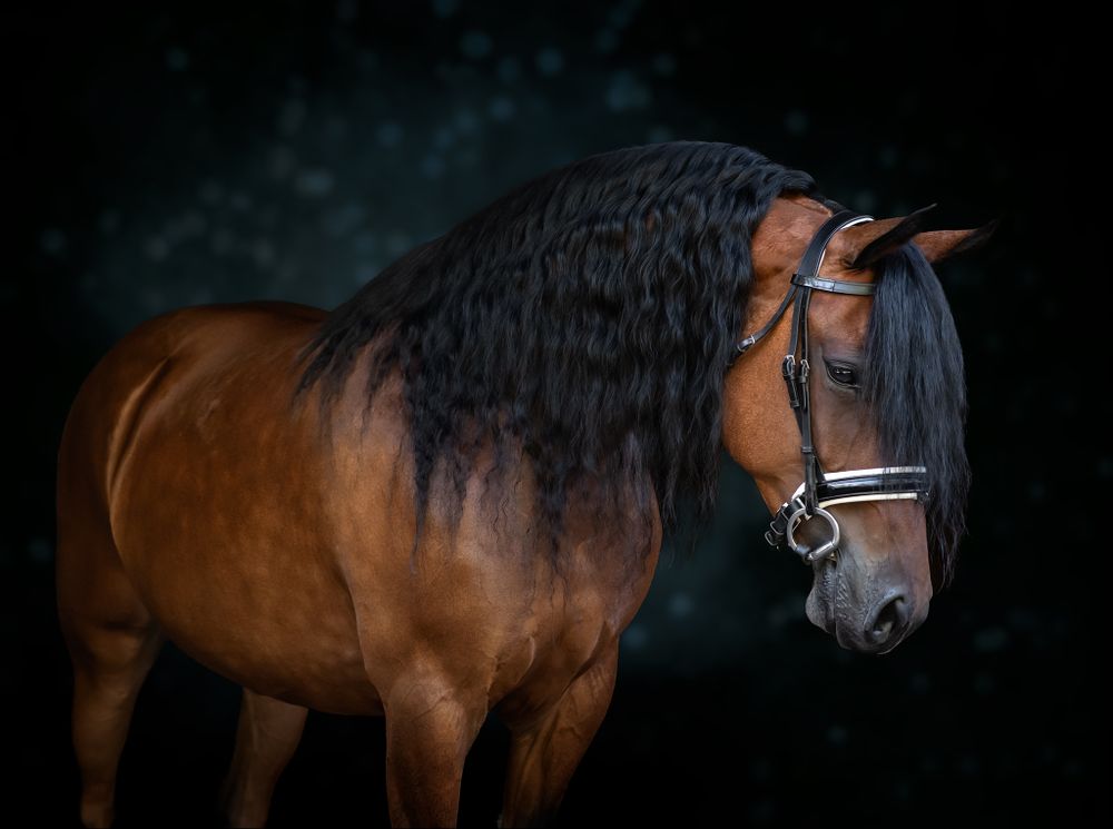 Beautiful Bay Horse