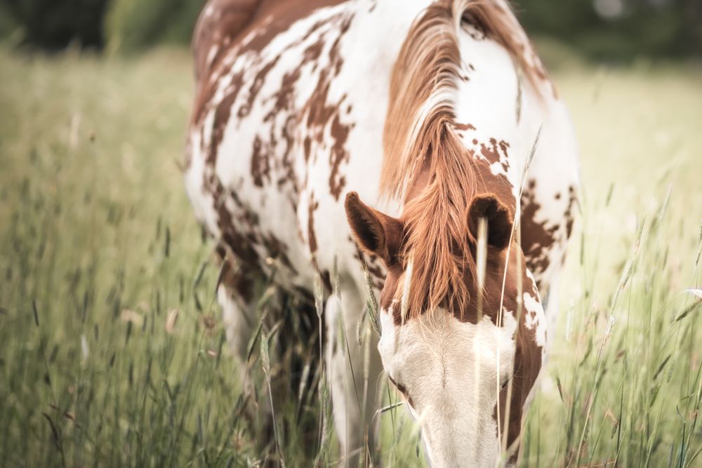 Sabino Paint Horse in the field