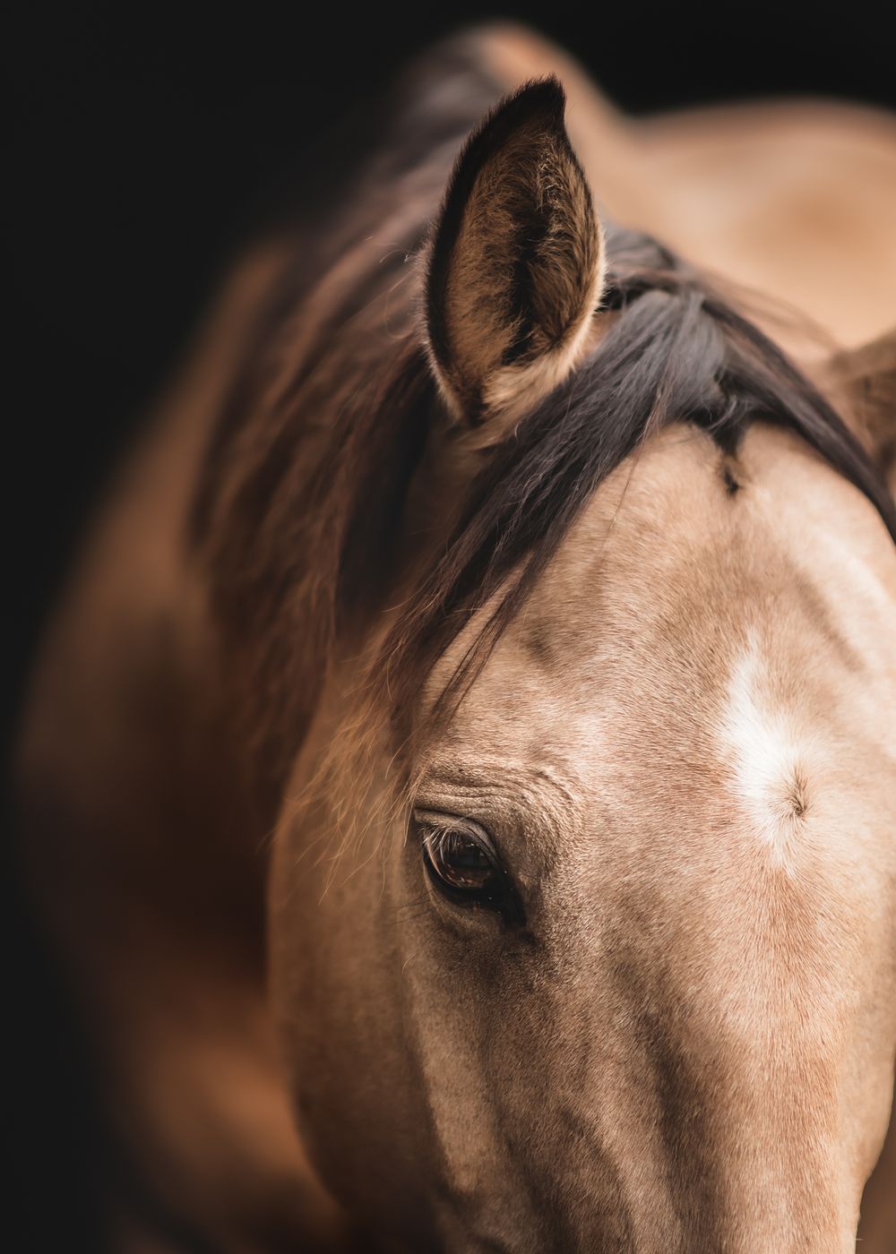 Close-up portrait of a brown horse's eye and facial features against dark background.