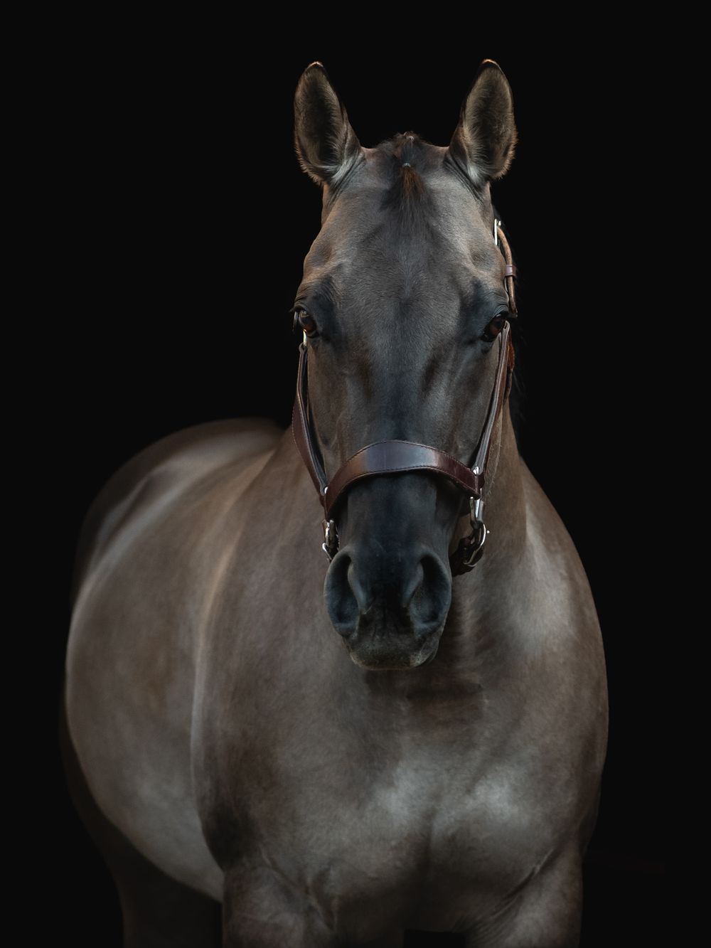 Grulla Horse on Black Background