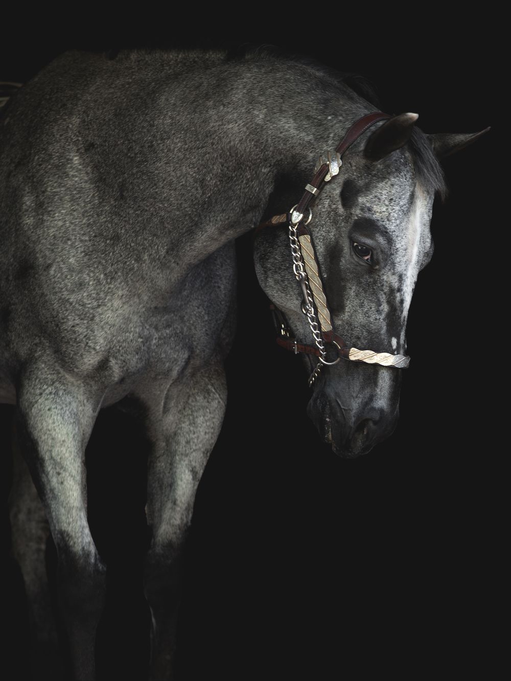 Equine Black Background in Bellingham, WA