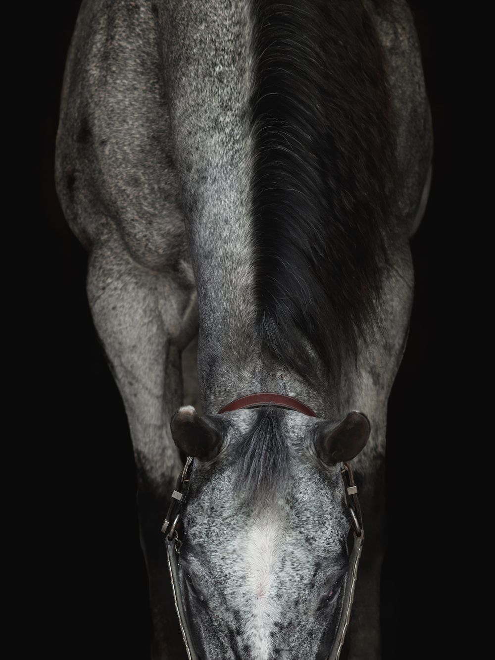 Creative Equine Portraiture