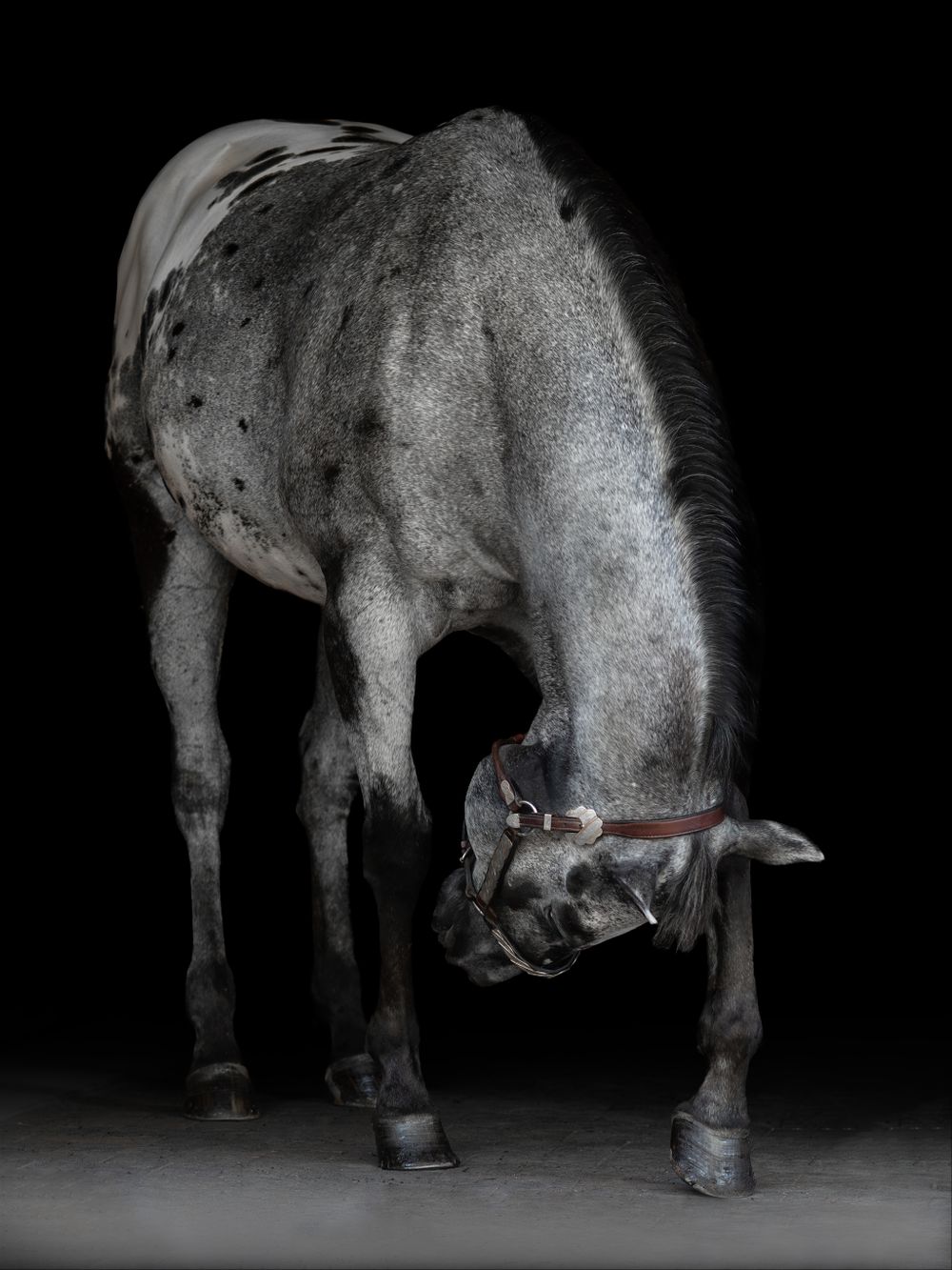 Appaloosa Horse bowing