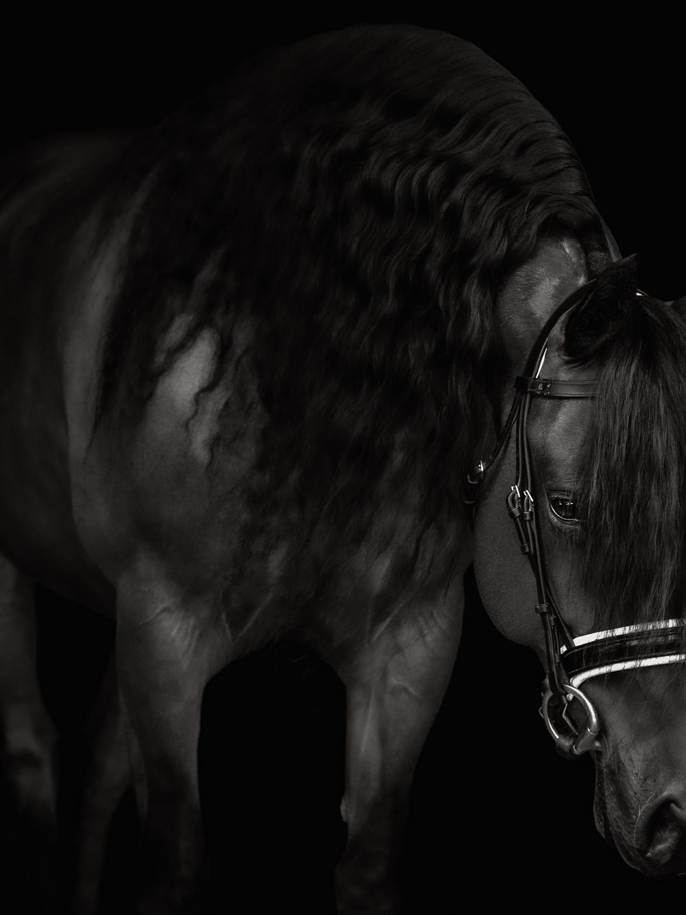 Horse Portrait in Black and White