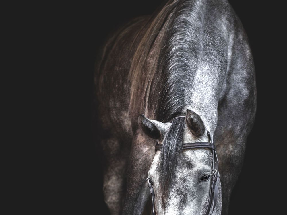 Close-up profile of dark horse's face with white markings against black background.