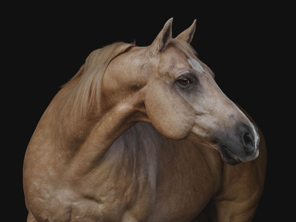 Palomino horse on black background