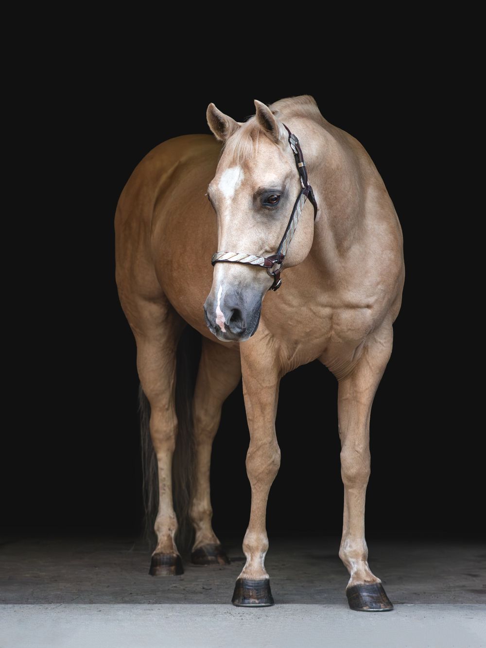 A palomino horse wearing a halter stands in full body view against a dark backdrop.