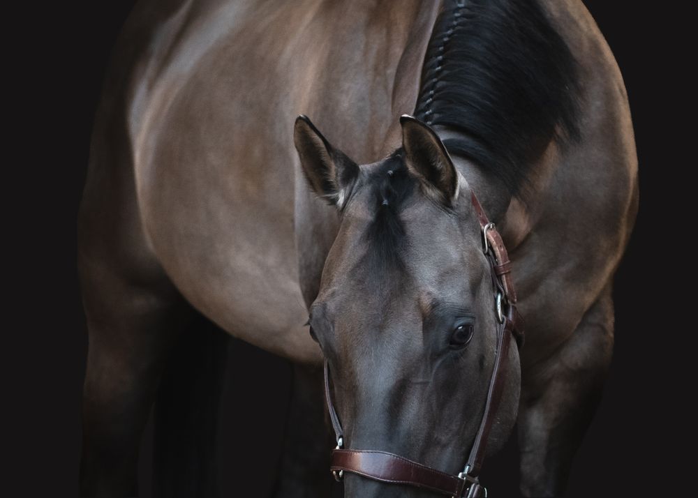 Fine Art Grulla Horse