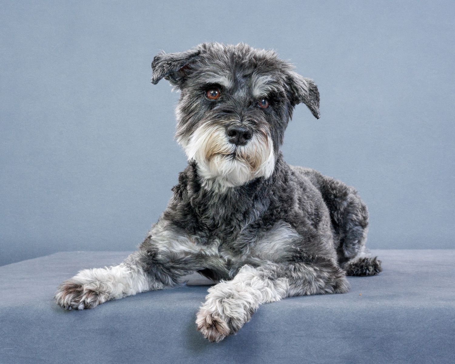Dog Photographer Toronto