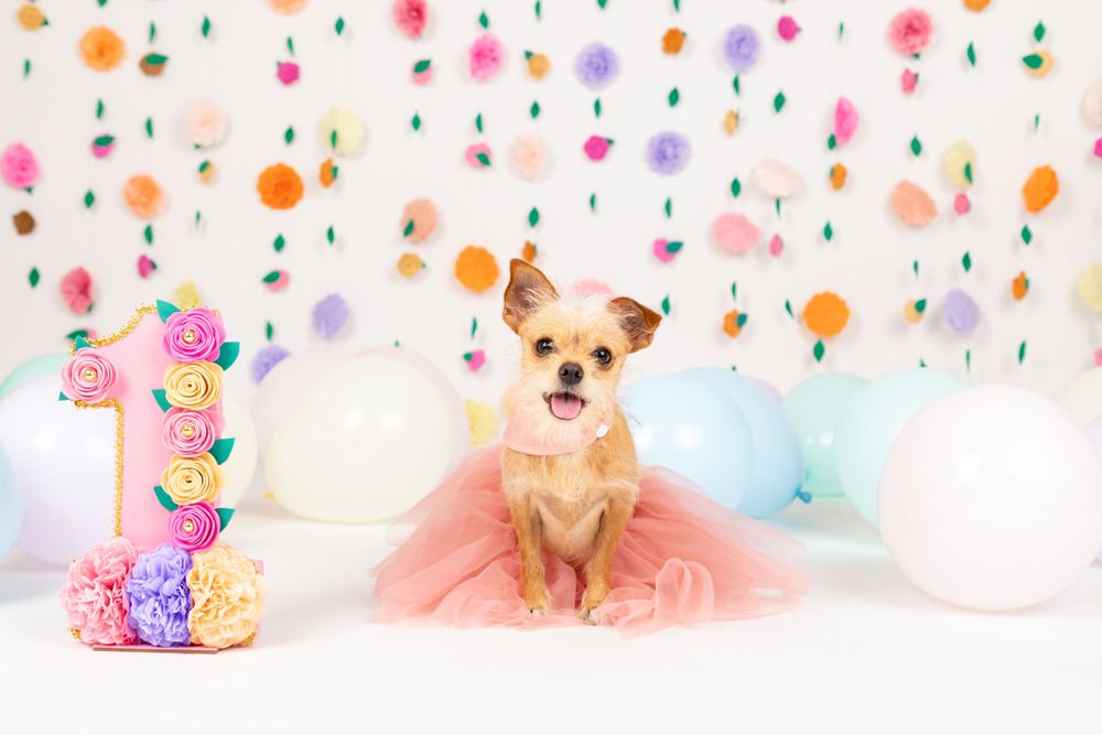 Fotografía canina profesional en exteriores